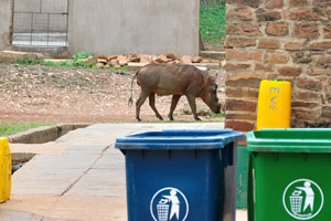 Warthogs could be seen often on the territory of the hotel