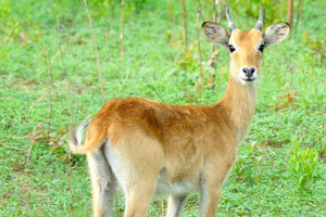 A calf of the Kob antelope
