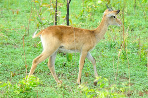 Kob antelope requires fresh graze and drinks daily
