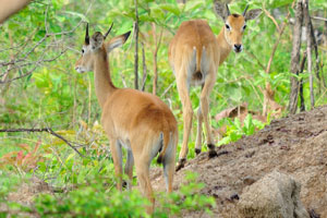 Kob antelopes live in groups of either females and calves or just males