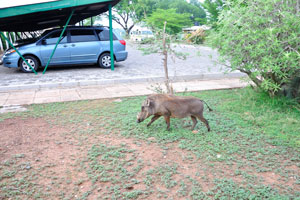 The common warthog “Phacochoerus africanus”