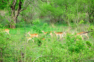 A herd of the “Kobus kob” antelope