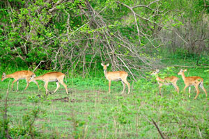 A herd of kob antelope runs through the park