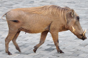 The common warthog is a wild member of the pig family found in grassland, savanna and woodland in sub-Saharan Africa