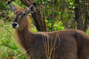 The defassa waterbuck is a large antelope with long, shaggy hair and a brown-gray coat