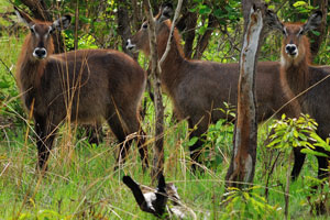 Over 60 percent of the defassa waterbuck populations thrive in protected areas