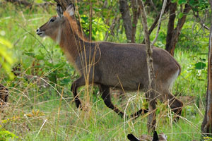 The white rump patch on the rump of the defassa waterbuck can be clearly seen