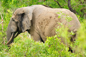 One of the highlights of a visit is the chance to track elephants on foot