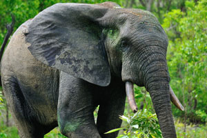 Elephants of Mole have become habituated to humans and are quite unique in allowing visitors to approach them fairly closely