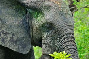An elephant has torn off a branch of a tree