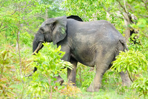 Among the elephants found in the park there are some relatively “tame” individuals