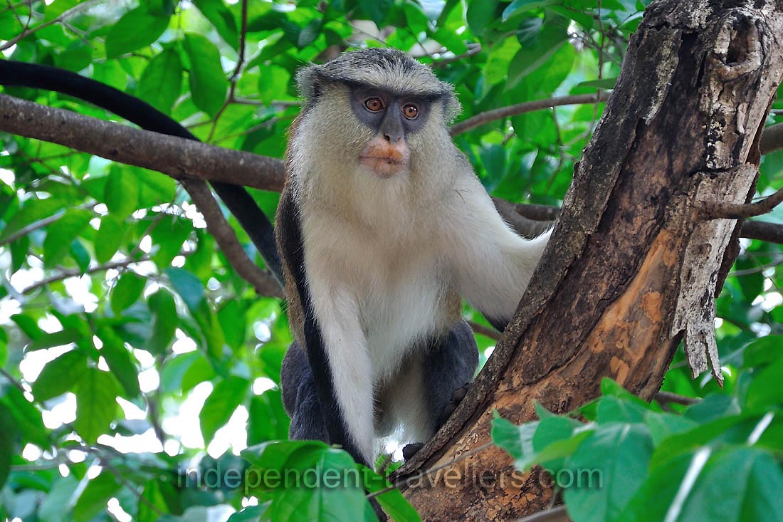 Mona monkey &ldquo;Cercopithecus mona&rdquo;