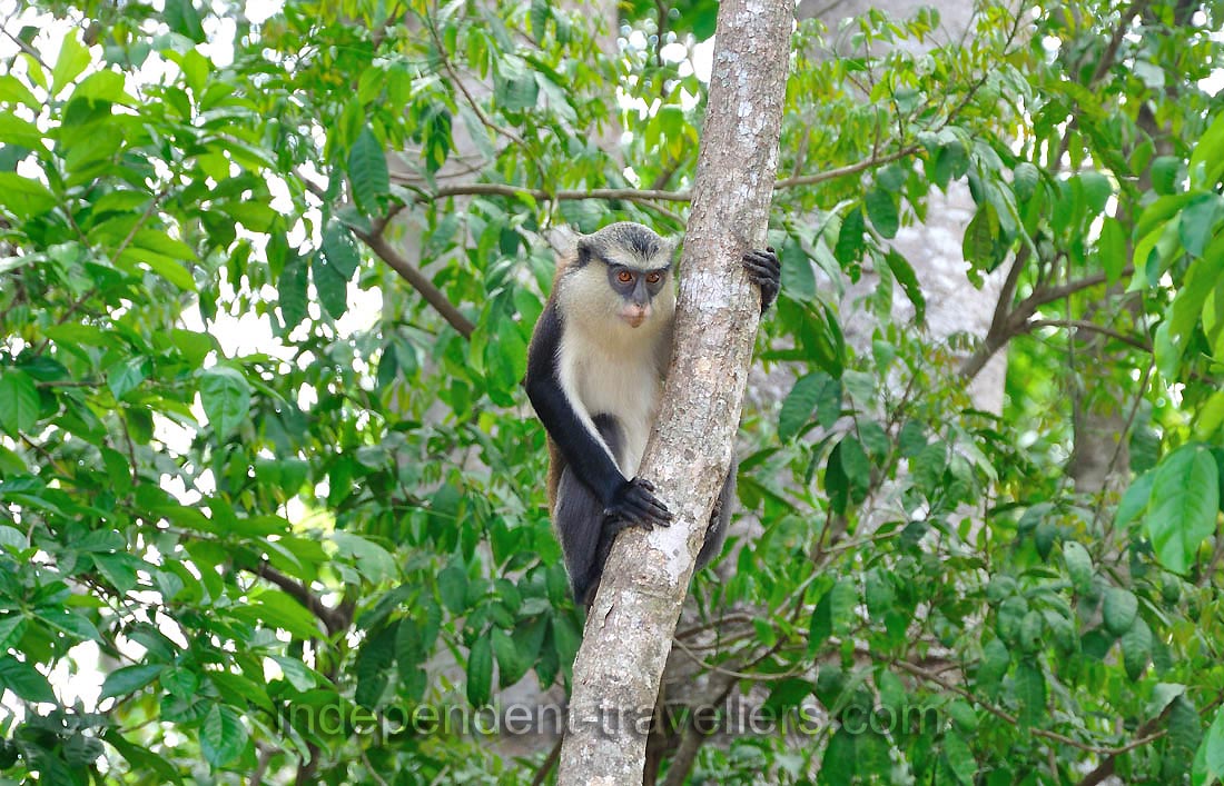 The mona monkey is on the tree