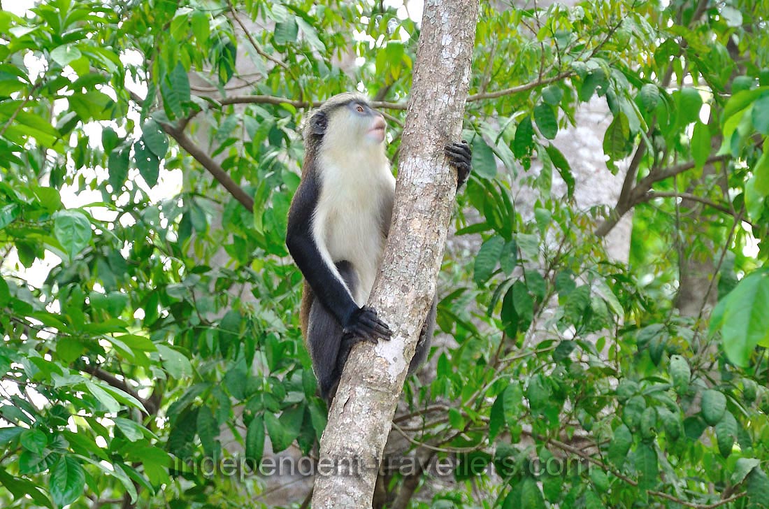The mona monkey carries food in cheek pouches