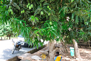 A mango tree grows at the entrance to information center