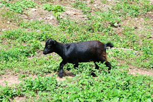 A black goat kid