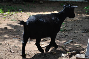 A black goat