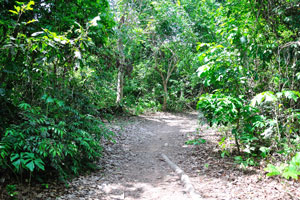 This forest path is inside the monkey sanctuary