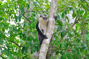 The mona monkey is on the tree