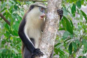 The mona monkey has brown agouti fur with a white rump