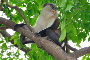 This guenon of mona monkey lives in groups of up to 35 in arboreal regions