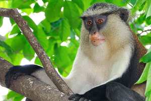 The mona monkey is an Old World monkey that lives throughout western Africa