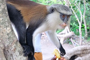 The mona monkey mainly feeds on fruit, but sometimes eats insects and leaves