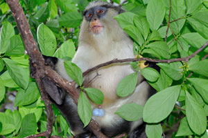 Male mona monkeys tend to sit around with their legs spread to show their brightly colored blue balls