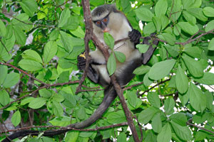 The mona monkey is an arboreal creature and can be found primarily in rainforests, toward the middle and top of the trees