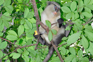 The mona monkey is also found in mangrove swamps, gallery forests, and woodlands