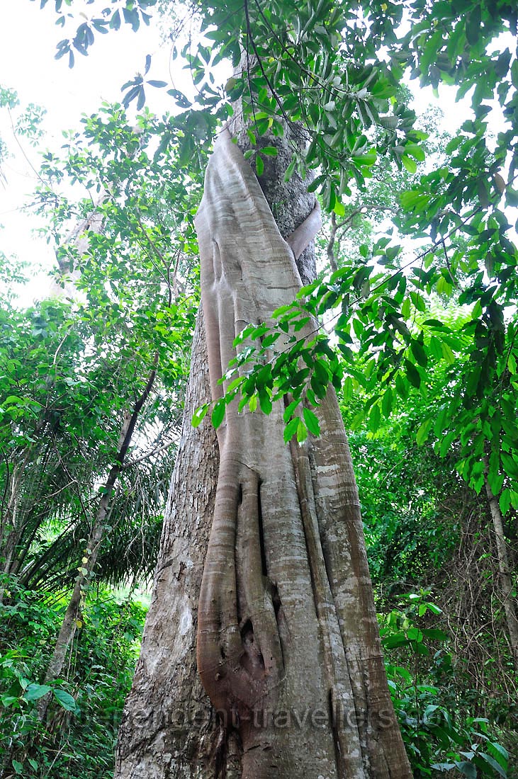 Ficus tree covers the trunk of another tree