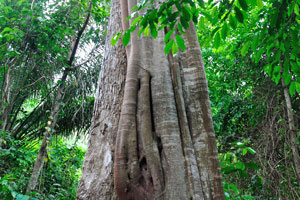 Ficus tree covers the trunk of another tree