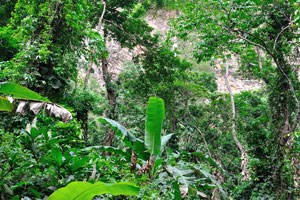 A mountain and banana trees are on the pathway to waterfall