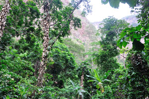 These indigenous trees are native to tropical West Africa