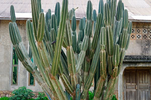 Cacti in the village of Wli-Afegame have an enormous size