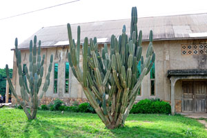 The church in the village of Wli is decorated with colossal cacti