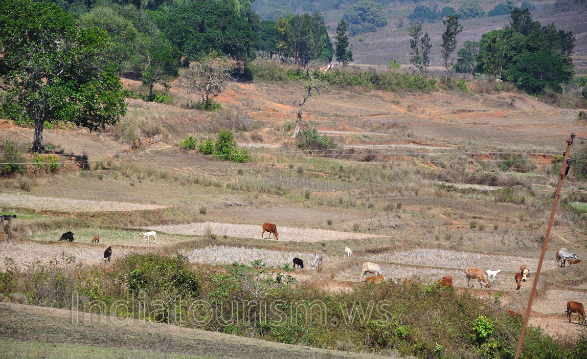 cows graze on the fields
