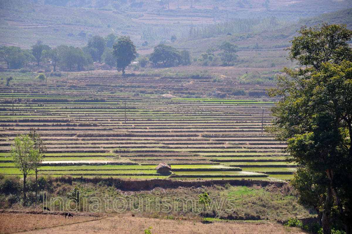 The field is divided into innumerable rice areas