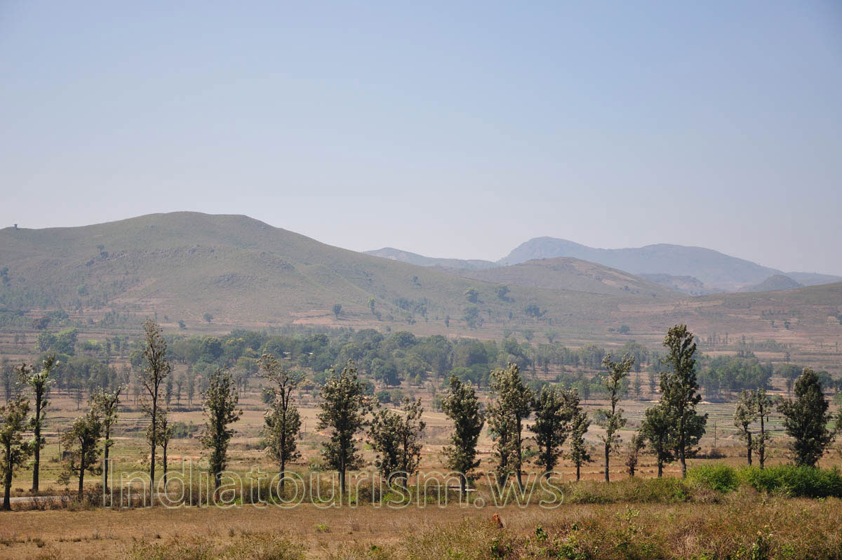 trees were planted along the road