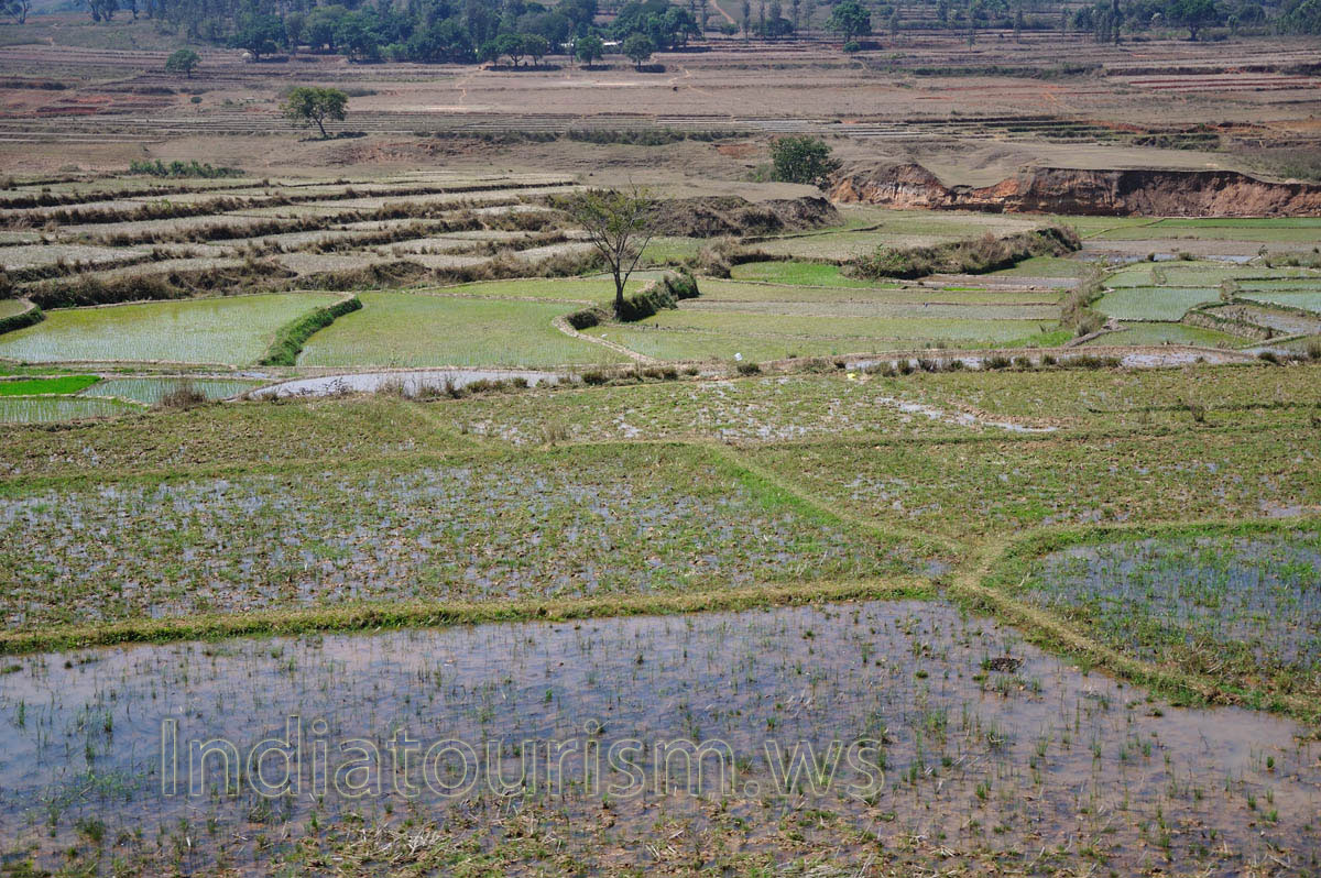 different levels of the rice fields are flooded by water