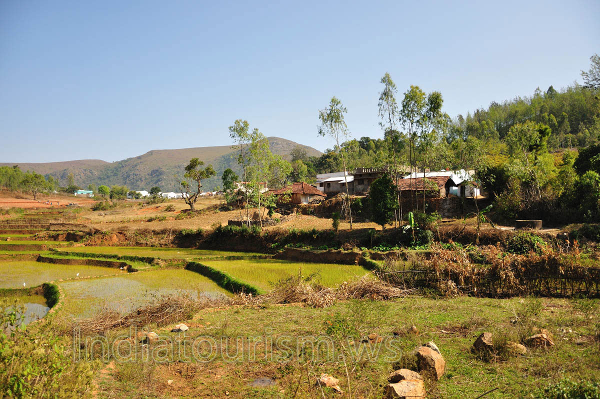 multilevel rice field
