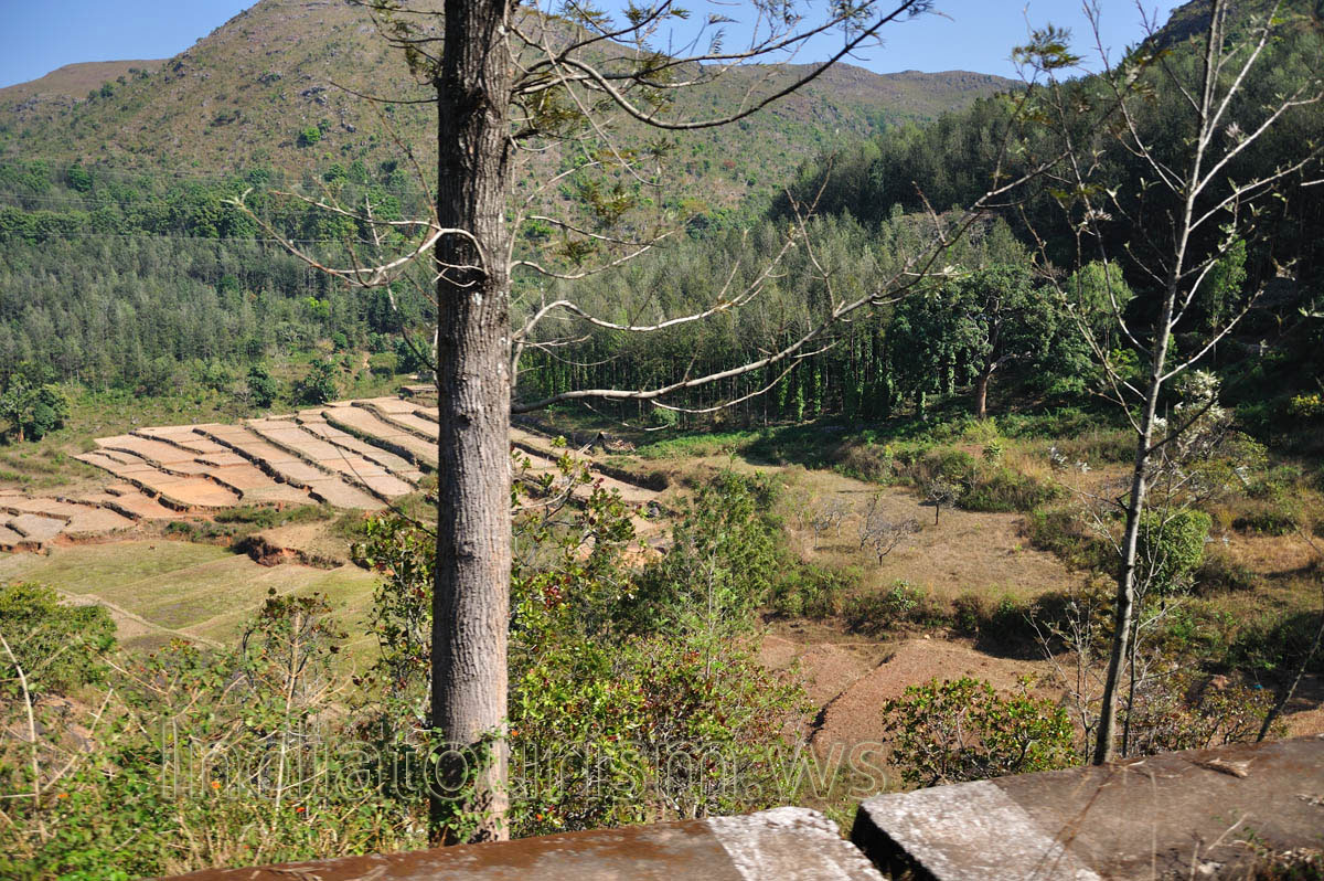 fields are replaced by forests