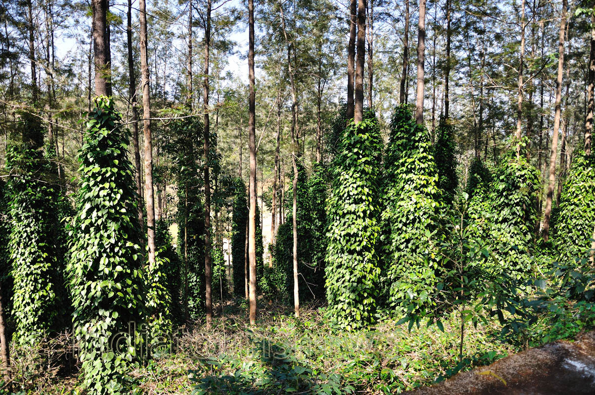 lianas are creeping on tree trunks