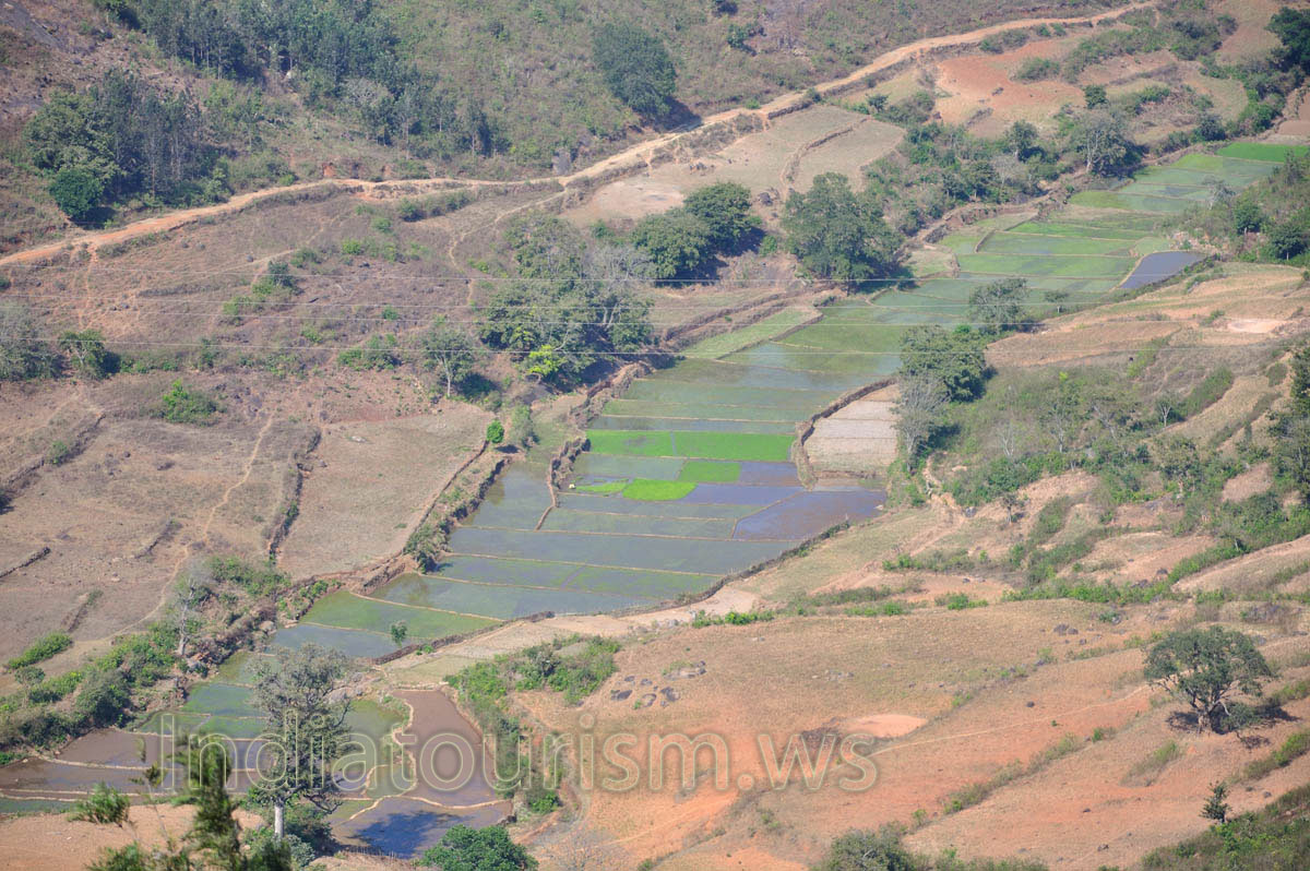 flooded paddies provide an ideal environment for rice cultivation