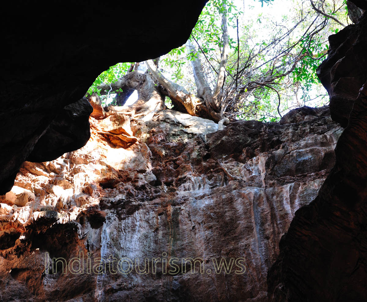 tree grows near the top hole of the cave