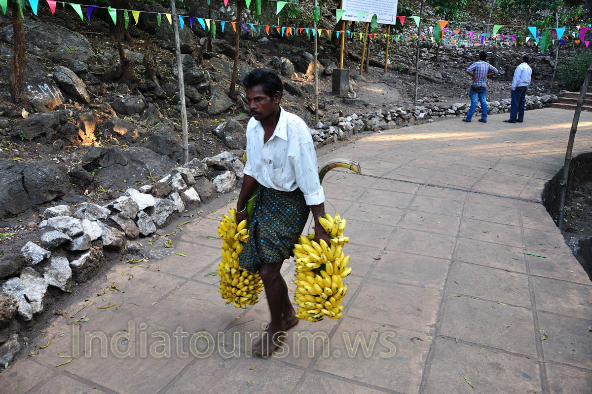 these branches are full of bananas