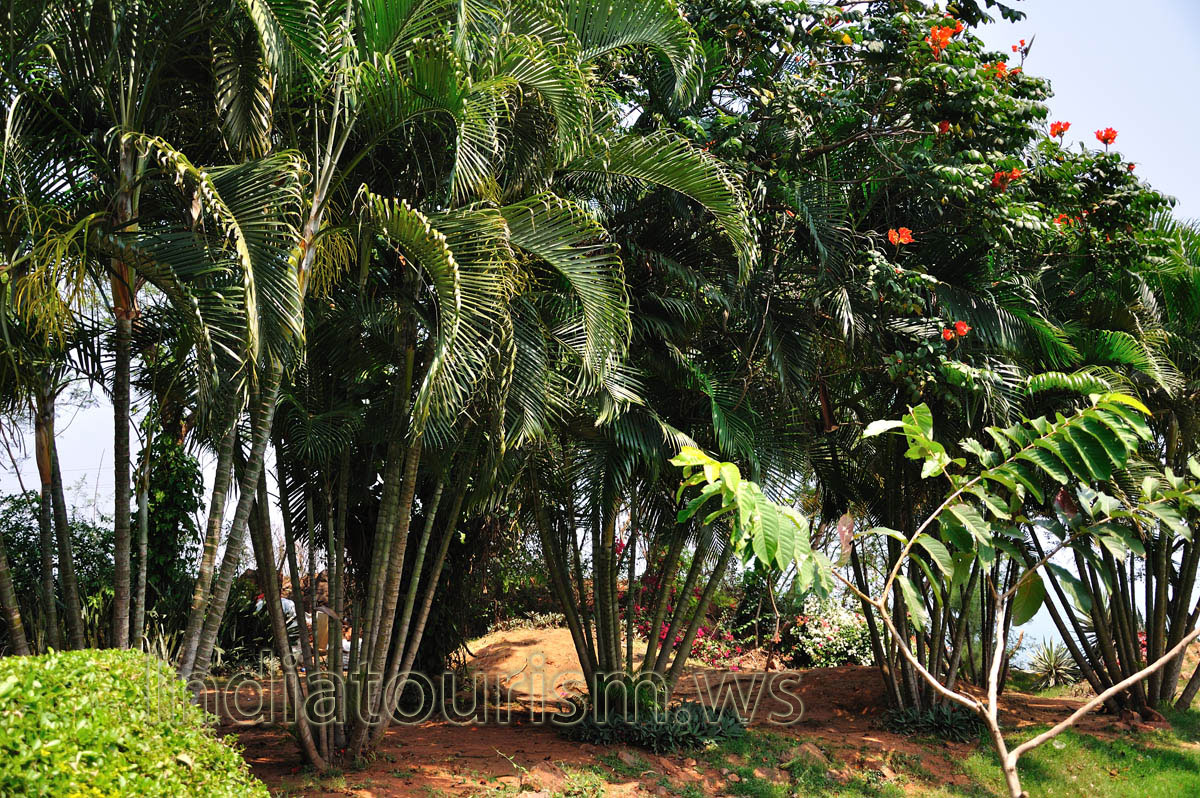 plants