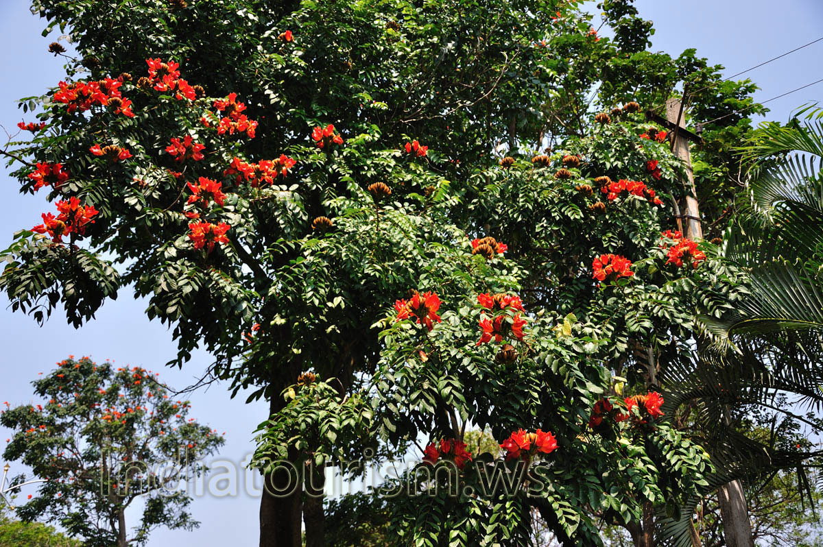 African Tulip Tree