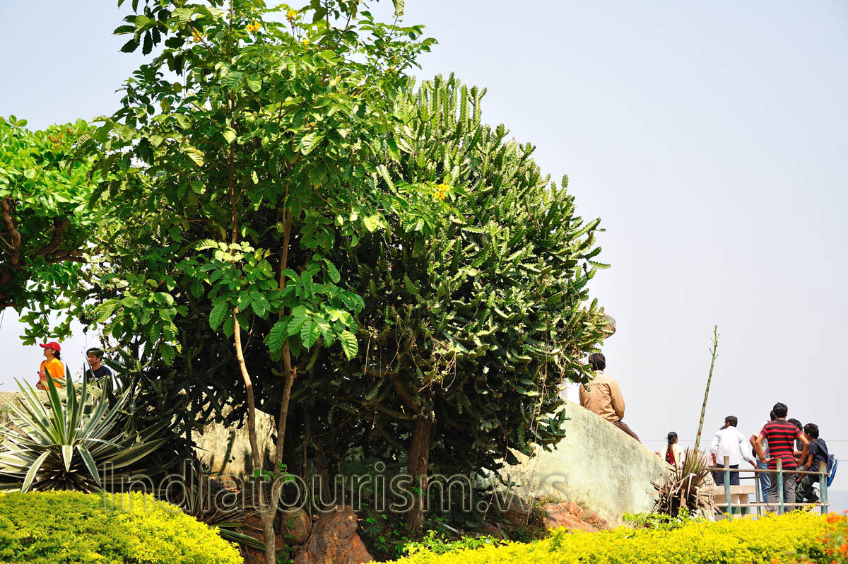 euphorbia has grown like a tree