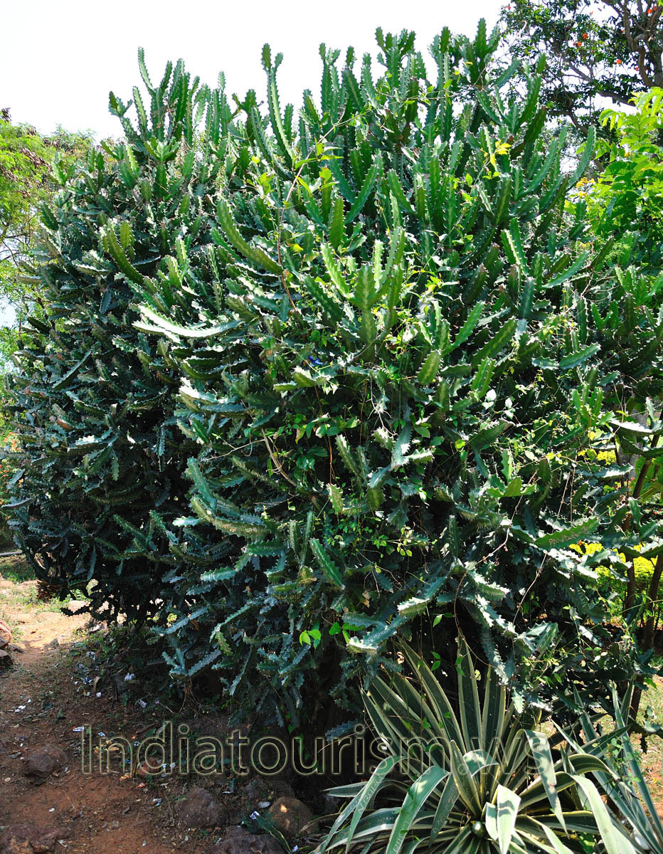 Plants of euphorbia and agave